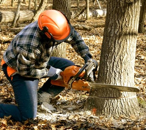 Tree Removal in Carbon Cliff, IL